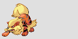 Female Arcanine